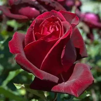 Саженцы роз ПАПА МЕЙЯН чайно-гибридная в Ярославле