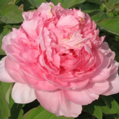 Пион ИМПЕРАТОРСКАЯ НАЛОЖНИЦА древовидный в Ярославле