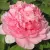 Пион ИМПЕРАТОРСКАЯ НАЛОЖНИЦА древовидный — описание сорта Пион ИМПЕРАТОРСКАЯ НАЛОЖНИЦА древовидный в Ярославле
