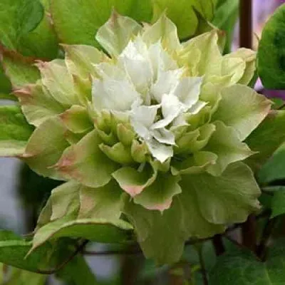 Клематис СЕН-НО-КЕЙЗ  Клематис СЕН-НО-КЕЙЗ в Ярославле