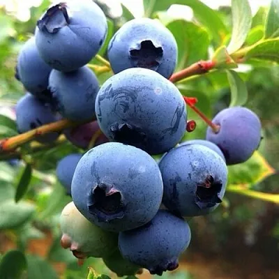 Голубика ДЮК  Голубика ДЮК в Ярославле