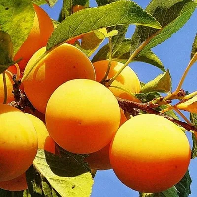 Желтая   Желтая  в Ярославле