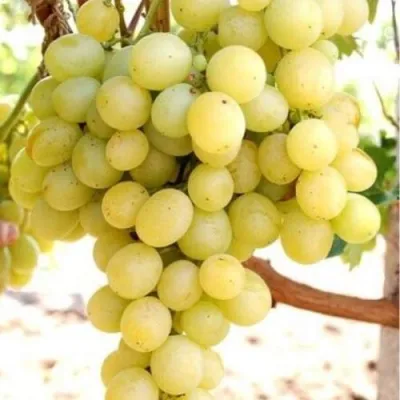 Виноград ТАЛИСМАН в Ярославле
