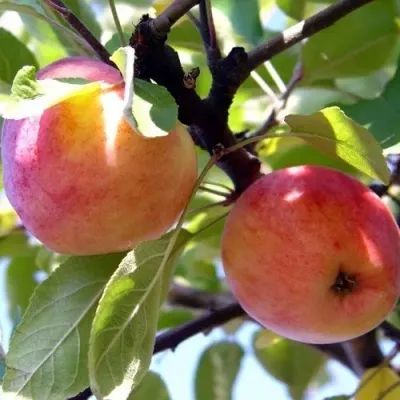 Яблоня АБРИКОСОВАЯ в Ярославле