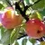 Яблоня АБРИКОСОВАЯ в Ярославле