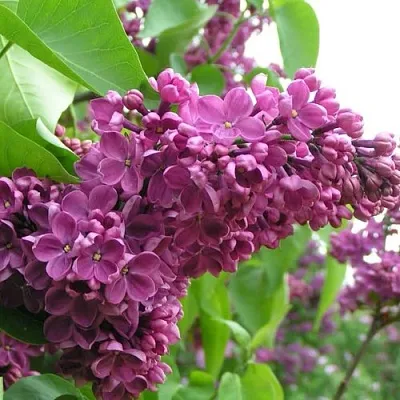 Сирень ДЕНЬ ПОБЕДЫ в Ярославле