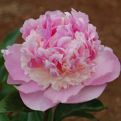 Пион ЭНДЖЕЛ ЧИКС травянистый  Пион ЭНДЖЕЛ ЧИКС травянистый в Ярославле