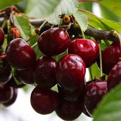 Вишня НОВОДВОРСКАЯ  Вишня НОВОДВОРСКАЯ в Ярославле