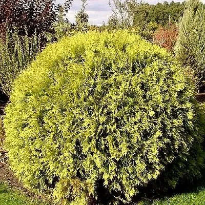 Туя ГЛОБОЗА АУРЕА западная в Ярославле