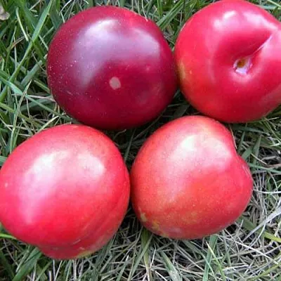 Плумкот БИРИКОККОЛО НОСТРАНО  Плумкот БИРИКОККОЛО НОСТРАНО в Ярославле