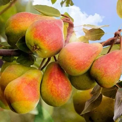 Груша ЗАБАВА  Груша ЗАБАВА в Ярославле