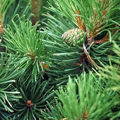 Сосна  Сосна в Ярославле