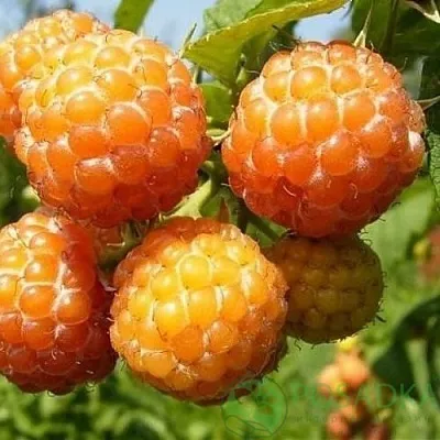 Малина КУМБЕРЛЕНД желтая  Малина КУМБЕРЛЕНД желтая в Ярославле