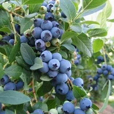 Голубика ЭЛЛИОТ  Голубика ЭЛЛИОТ в Ярославле