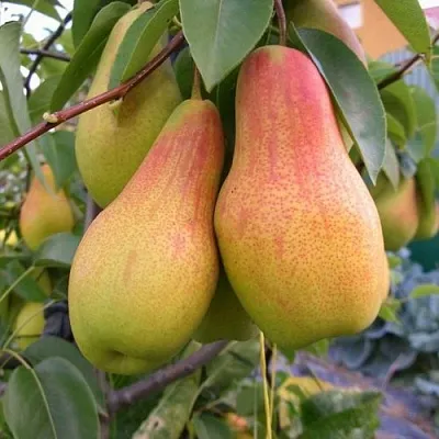 Груша ЧУДЕСНИЦА  Груша ЧУДЕСНИЦА в Ярославле