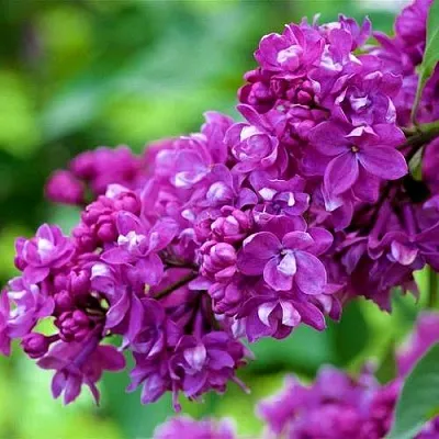 Сирень ОГНИ ДОНБАССА  Сирень ОГНИ ДОНБАССА в Ярославле