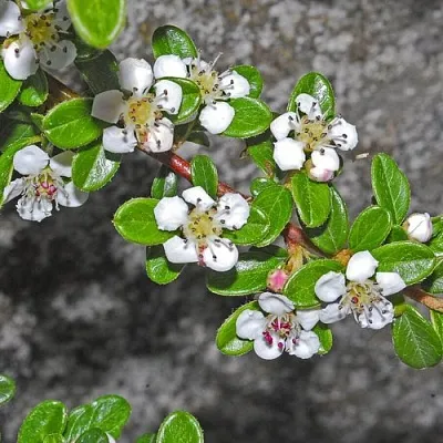 Кизильник ТАНГСТЕДТ горизонтальный   Кизильник ТАНГСТЕДТ горизонтальный  в Ярославле