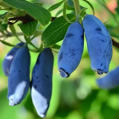 Жимолость съедобная ТРУЖЕНИЦА  Жимолость съедобная ТРУЖЕНИЦА в Ярославле