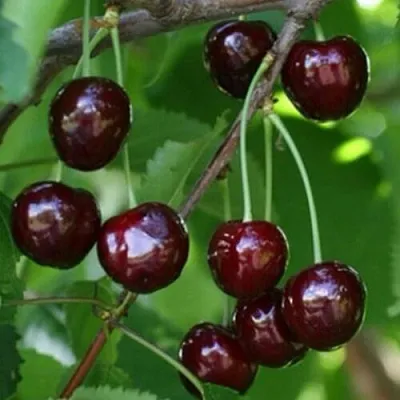 Черешня НАРОДНАЯ  Черешня НАРОДНАЯ в Ярославле