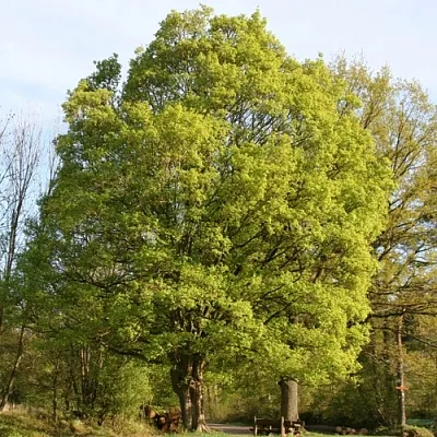 Клен полевой в Ярославле