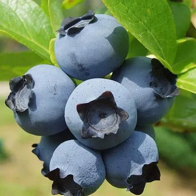 Сладкие сорта   Сладкие сорта  в Ярославле