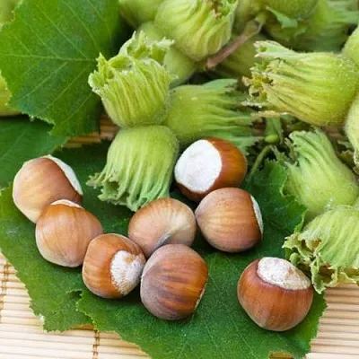 Фундук КРЕПКИЙ ОРЕШЕК в Ярославле