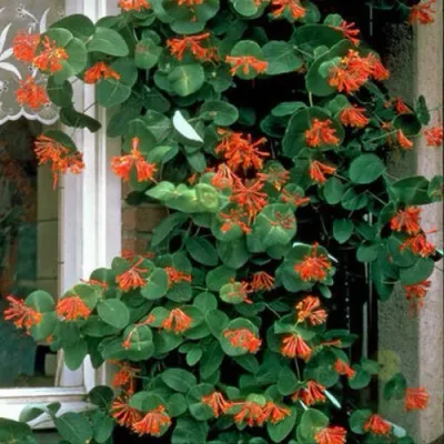 Жимолость ДРОМПОР СКАРЛЕТТ брауна в Ярославле