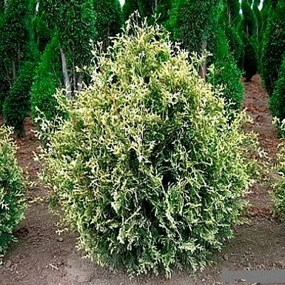 Туя ГОЛД ПЕРЛ западная в Ярославле