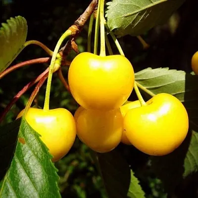 Черешня ЖУРБА в Ярославле