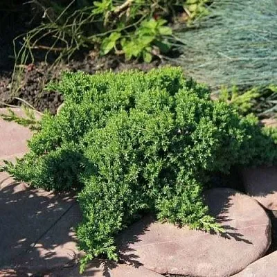 Можжевельник АВАСИ лежачий  Можжевельник АВАСИ лежачий в Ярославле