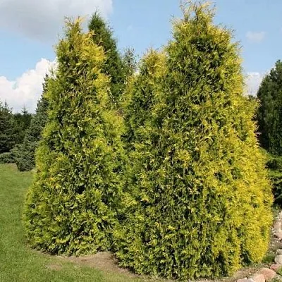 Туя АУРЕОСПИКАТА западная  Туя АУРЕОСПИКАТА западная в Ярославле