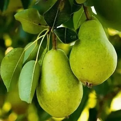 Груша СЕВЕРЯНКА колонновидная  Груша СЕВЕРЯНКА колонновидная в Ярославле