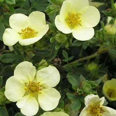 Лапчатка ЭЛИЗАБЕТ кустарниковая  Лапчатка ЭЛИЗАБЕТ кустарниковая в Ярославле