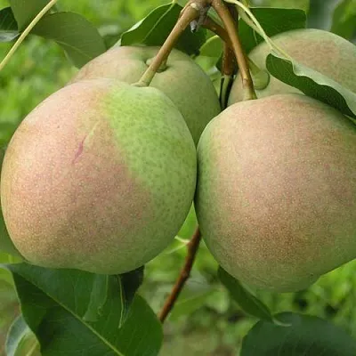 Саженцы груши Десертная россошанская Саженцы груши Десертная россошанская