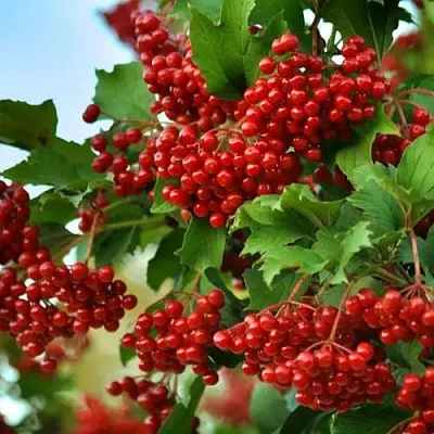 Калина ТАЕЖНЫЕ РУБИНЫ  Калина ТАЕЖНЫЕ РУБИНЫ в Ярославле