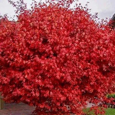 Клен гиннала  в Ярославле