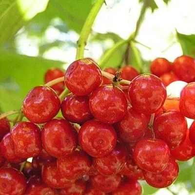 Калина КИЕВСКАЯ САДОВАЯ  Калина КИЕВСКАЯ САДОВАЯ в Ярославле