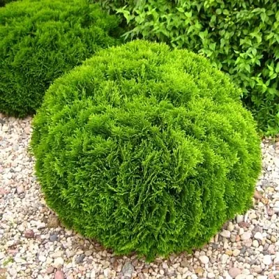 Туя ДАНИКА западная в Ярославле