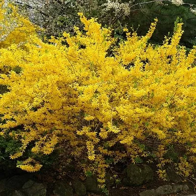 Форзиция ГОЛДЗАУБЕР средняя в Ярославле