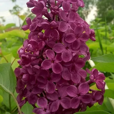 Сирень ИНДИЯ в Ярославле