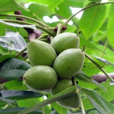 Орех маньчжурский МИЧУРИНЕЦ  Орех маньчжурский МИЧУРИНЕЦ в Ярославле