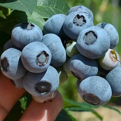 Голубика НЕЛЬСОН  Голубика НЕЛЬСОН в Ярославле