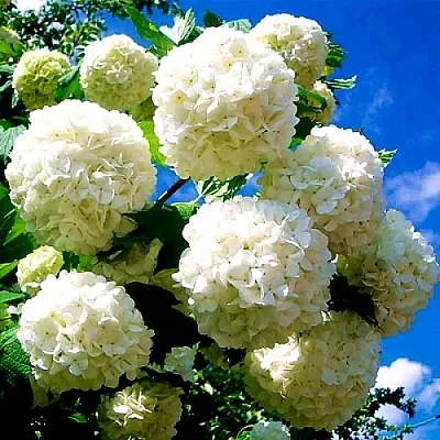 Калина БУЛЬДЕНЕЖ  Калина БУЛЬДЕНЕЖ в Ярославле