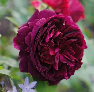 Саженцы роз МАНСТЕД ВУД английская  Саженцы роз МАНСТЕД ВУД английская в Ярославле