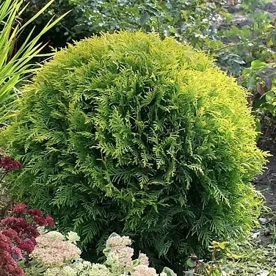 Туя ЕЛЛОУ ГЛОБ западная в Ярославле