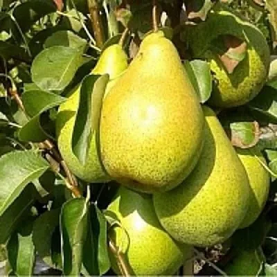 Груша ПАТЕН (ГЛУБОКСКАЯ)  Груша ПАТЕН (ГЛУБОКСКАЯ) в Ярославле