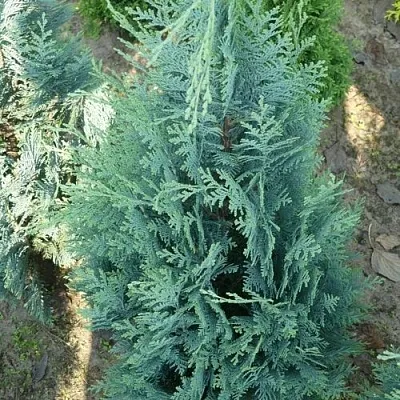 Кипарисовик КОЛУМНАРИС лавсона  Кипарисовик КОЛУМНАРИС лавсона в Ярославле