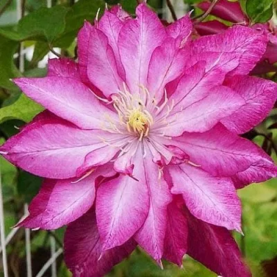 Клематис КАЕН  Клематис КАЕН в Ярославле