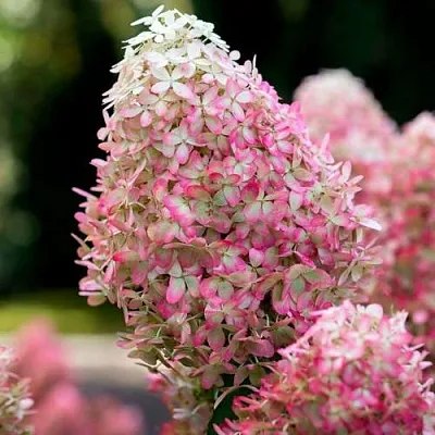 Гортензия РОЯЛ ФЛОВЕР метельчатая  Гортензия РОЯЛ ФЛОВЕР метельчатая в Ярославле