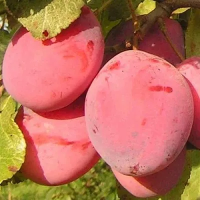 Слива ФАВОРИТЕ ДЕ СУЛТАНО в Ярославле